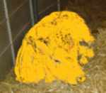 golden calf