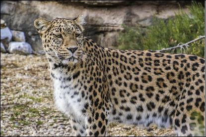 a-persian-leopard
